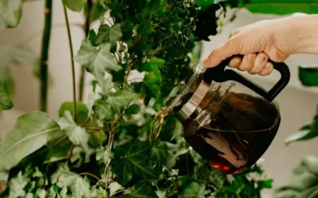 Zimmerpflanzen gießen mit verdünntem Kaffee