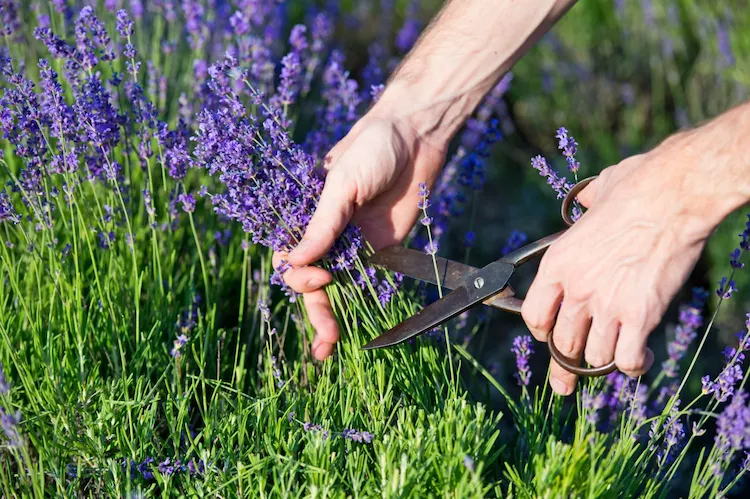 Zu welcher Jahreszeit sollten Sie Lavendel beschneiden, damit er gut wächst