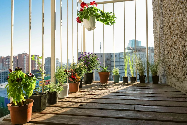 Zum Glück können Sie auf Ihrem Balkon eine Vielzahl von Pflanzen anpflanzen