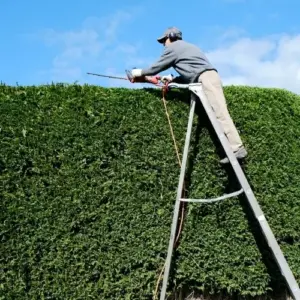 Zypressen Hecke schneiden im Frühjahr Anleitung