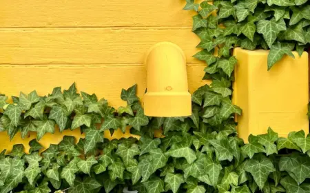 auf gelbem mauer efeu im garten wachsen lassen und die blüten im frühling genießen