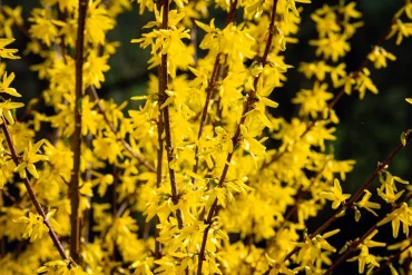 Forsythien sind Klassiker und typische Blüten im Frühling und zu Ostern