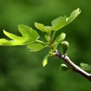 fruchtbildung bei jüngeren feigenbäumen fördern und rechtzeitig äst vom feigenbaum schneiden