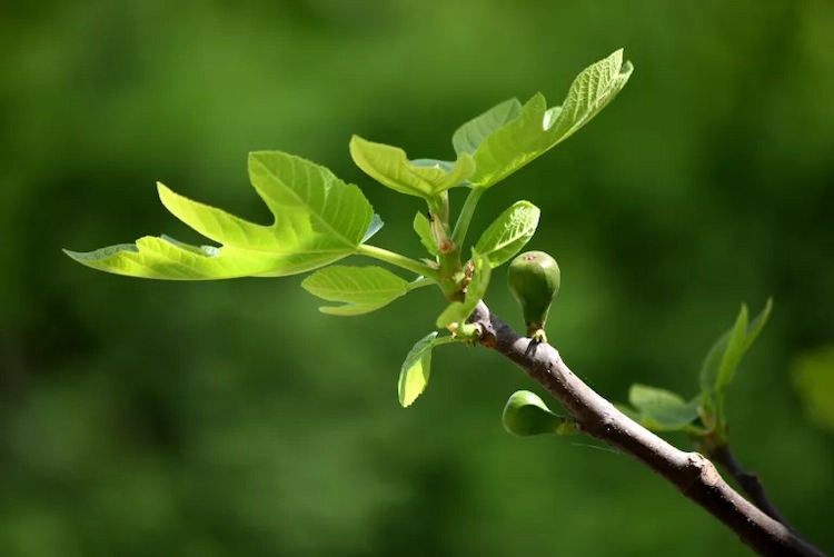 fruchtbildung bei jüngeren feigenbäumen fördern und rechtzeitig äst vom feigenbaum schneiden