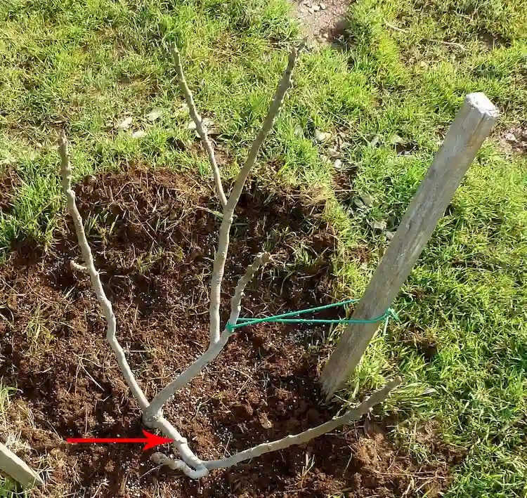 im ersten jahr nach dem anbau noch kleinen feigenbaum schneiden und ihn die krone bilden lassen