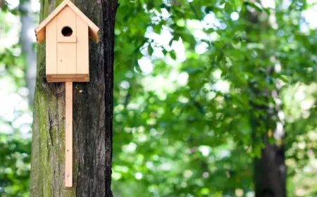 im gartenbereich vor der frühlingssaison einen nestkasten bauen und vögel anlocken