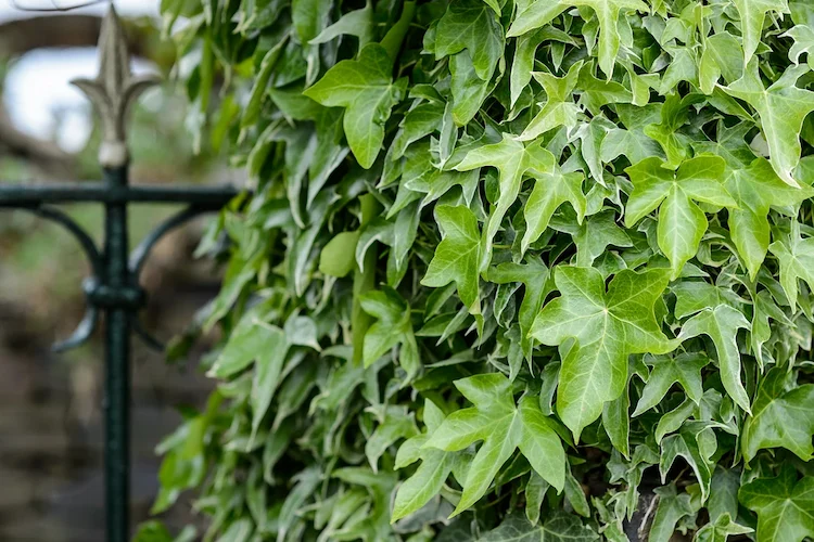 immergrüne kletterpflanze efeu im garten wächst vertikal an mauern oder zäunen mit üppigen blättern