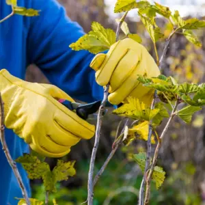 knospen an stachelbeerensträuchern hinterlassen und zweige richtig zurückschneiden