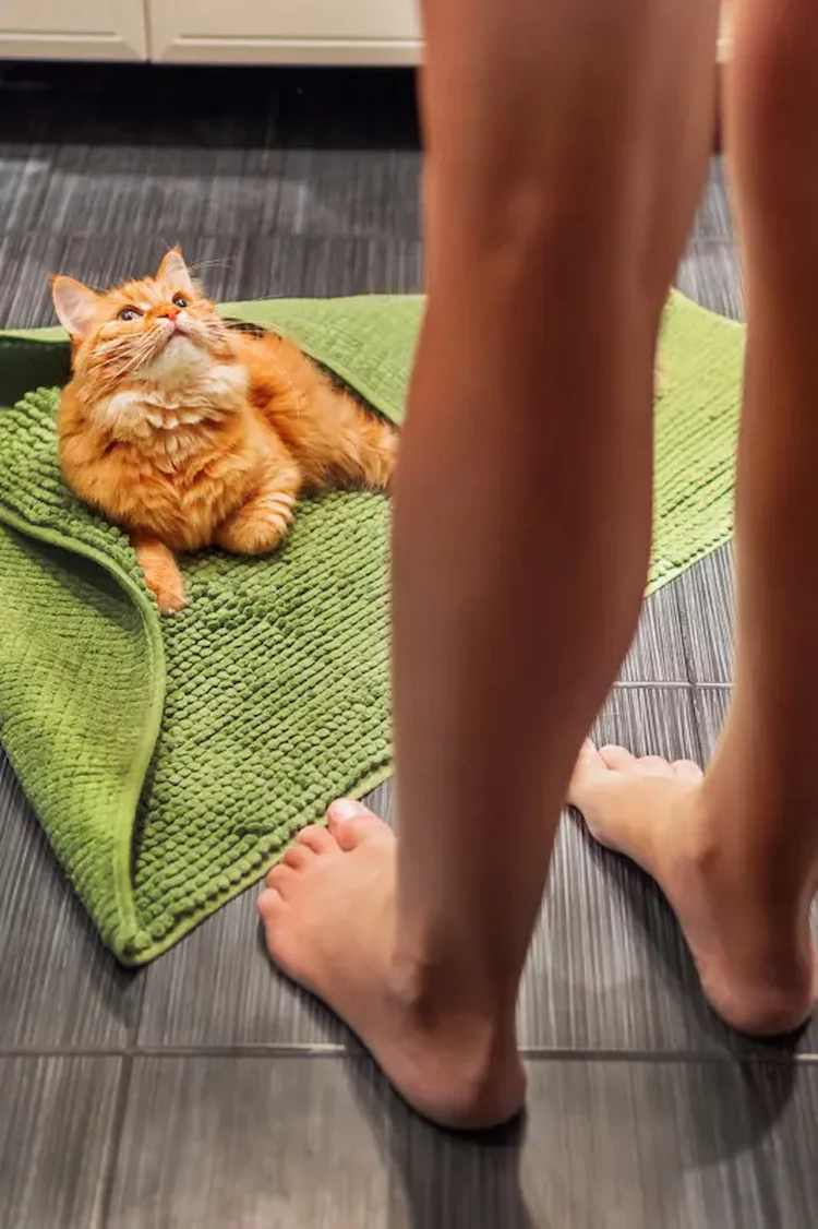 mit badematte spielt katze läuft hinterher beim duschen oder in die toilette