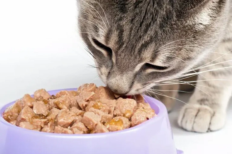 nährstoffreiches katzenfutter nach zeitplan bereitstellen und bettelverhalten wie miauen verhindern
