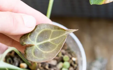 symptome einer von insekten befallenen zimmerpflanze an den blättern erkennen