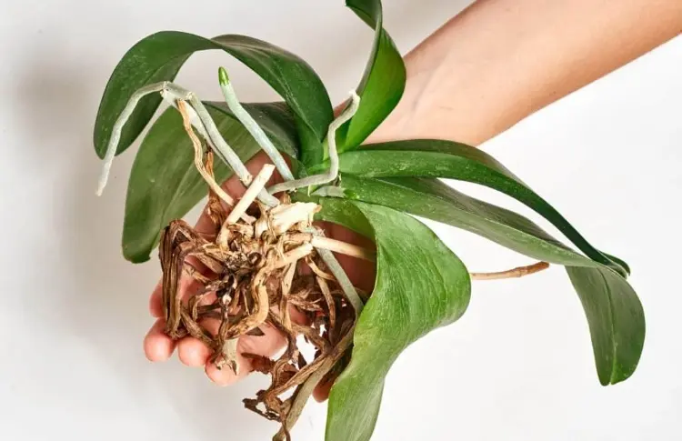 trockene Wurzeln Orchidee retten