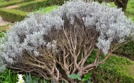 verholzter Lavendel retten Tipps