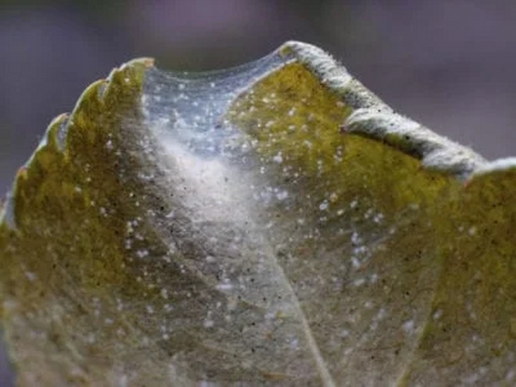 von spinnmilben gewebtes netz auf einem befallenen pflanzenblatt mit wasser behandeln