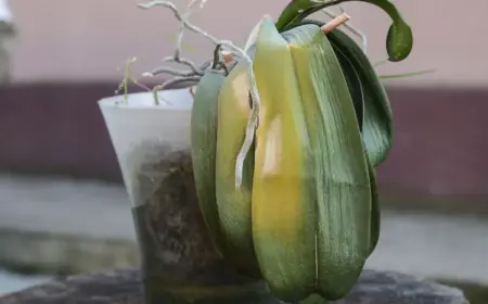 warum vertrocknet meine Orchidee wie kann ich sie retten