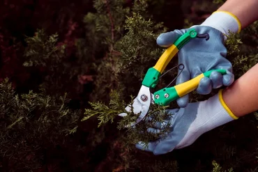 Welche Heckenpflanzen sollten im Winter nicht geschnitten werden
