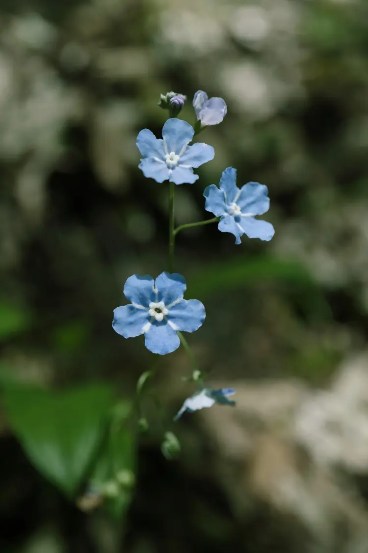 Bodendecker unter Hortensien - Gedenkemein (Omphalodes verna) mit blauen Blüten