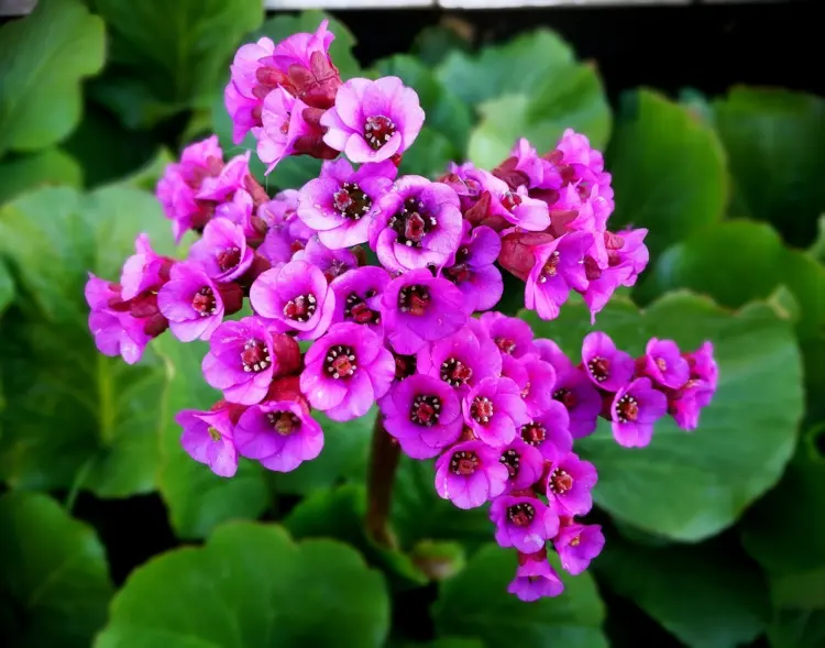 Bodendecker unter Hortensien pflanzen - Bergenie (Bergenia) mit violetter Blütenfarbe