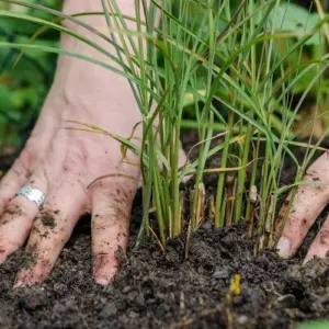 Der Ziergarten im März - Gräser teilen im Frühjahr anhand 2 wirksamen Methoden