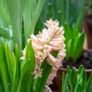 Die Hyazinthe blühen im Frühjahr und sind berühmt für ihre schönen, duftenden Blüten
