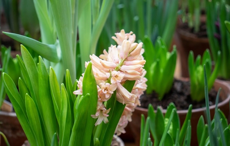 Die Hyazinthe blühen im Frühjahr und sind berühmt für ihre schönen, duftenden Blüten