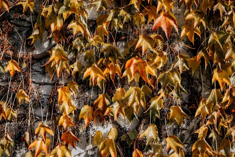 Efeu von der Hauswand entfernen - Bei braunen Blättern ziehen Sie ihn heraus