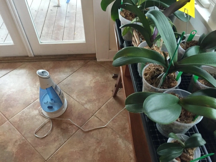 Einen Luftbefeuchter verwenden um die Luftfeuchtigkeit für Orchideen zu regulieren