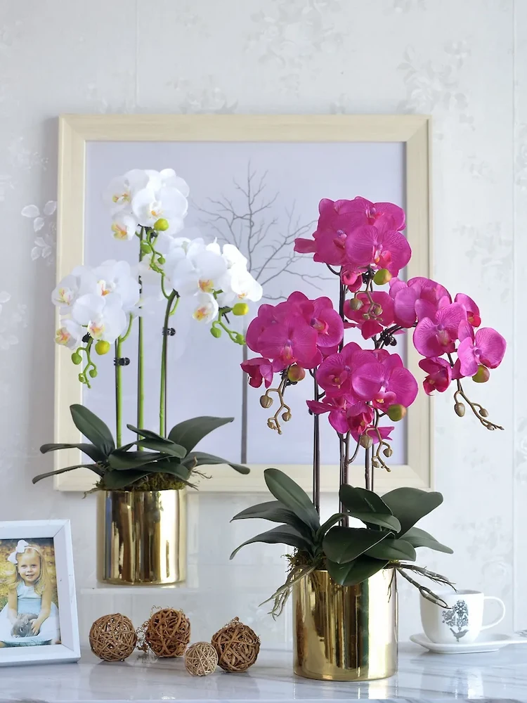 Der optimale Standort für Orchideen - Erfahren Sie von unserem Beitrag, wo sie am besten wachsen