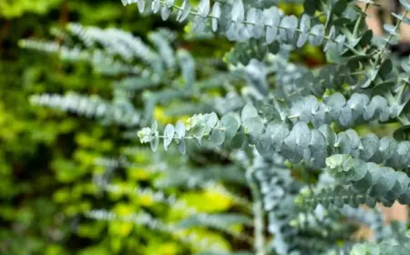 Eukalyptus schneiden - Befolgen Sie diese Techniken, um sich an attraktivem jungem Laub zu erfreuen