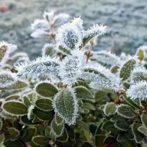 Frostschäden an Pflanzen - Wie erkennen und welche Maßnahmen zum Retten sollten Sie ergreifen