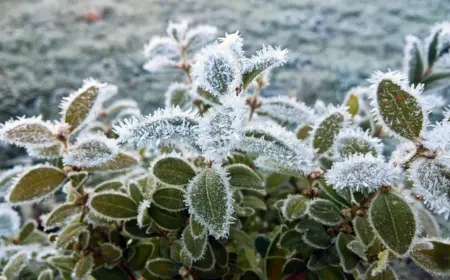 Frostschäden an Pflanzen - Wie erkennen und welche Maßnahmen zum Retten sollten Sie ergreifen