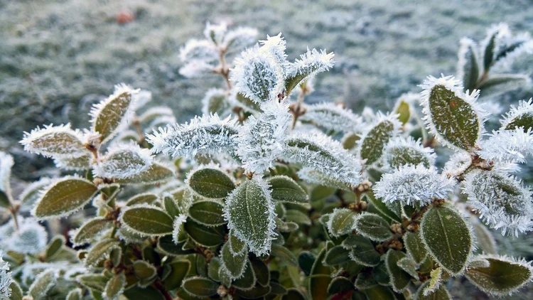 Frostschäden an Pflanzen - Wie erkennen und welche Maßnahmen zum Retten sollten Sie ergreifen
