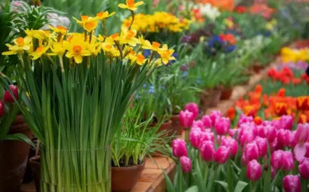 Frühblüher für Balkon und Garten - Diese Frühlingsblumen verwandeln Ihren Außenbereich in eine Oase