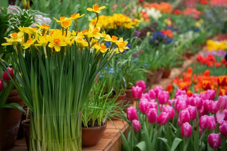 Frühblüher für Balkon und Garten - Diese Frühlingsblumen verwandeln Ihren Außenbereich in eine Oase