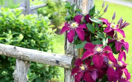 Gartenzaun bepflanzen mit Clematis - Holzzaun mit einjährigen Pflanzen