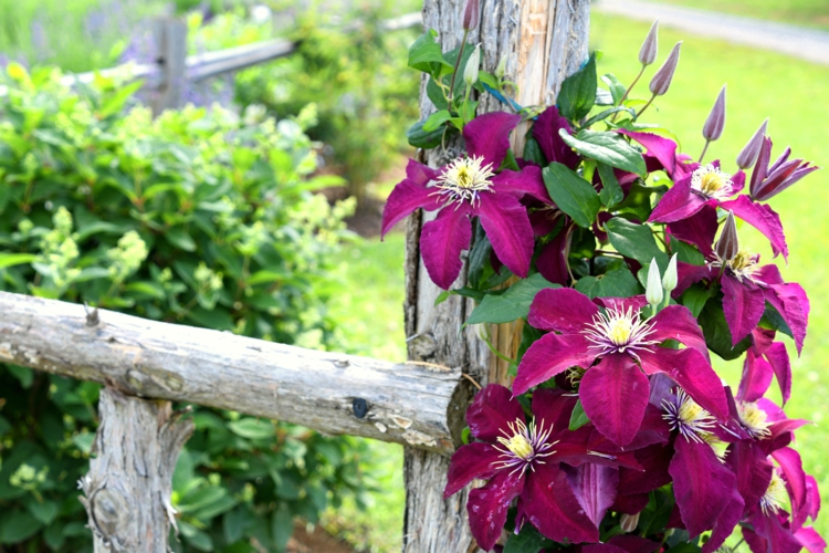 Gartenzaun bepflanzen mit Clematis - Holzzaun mit einjährigen Pflanzen