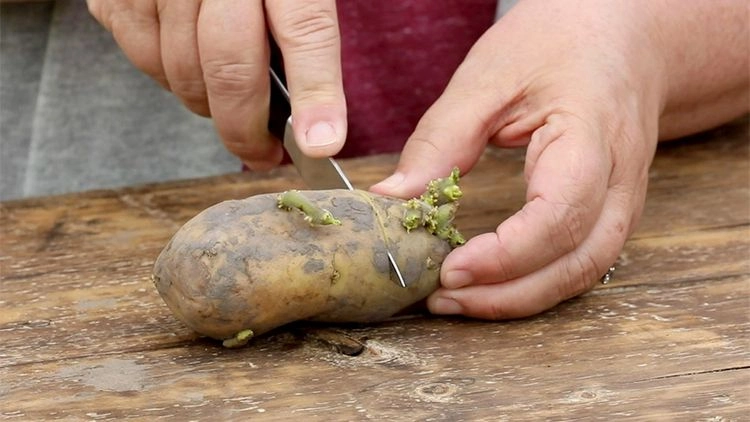 Gekeimte Kartoffeln pflanzen - Schritt-für-Schritt-Anleitung