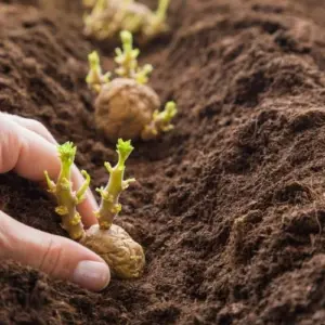 Gekeimte Kartoffeln pflanzen - Tipps für Standort und Boden