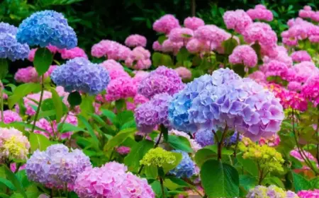 Hortensien Blüten fördern mit Dünger aus Hausmittel