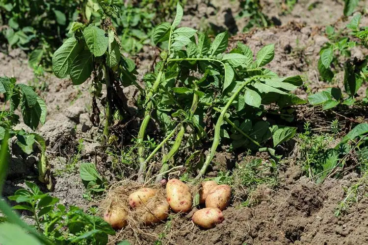 Kartoffeln pflanzen und pflegen - Tipps für reiche Ernte