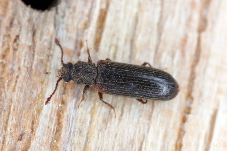 Kleine schwarze Käfer in der Wohnung - Der Parkettkäfer hat eine schlanke, stabförmige Gestalt