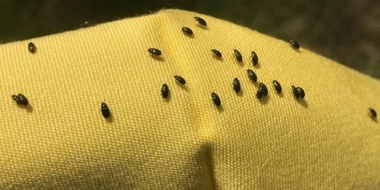 Kleine schwarze Käfer in der Wohnung - Finden Sie heraus, wie Sie die Schädlinge erkennen und bekämpfen können