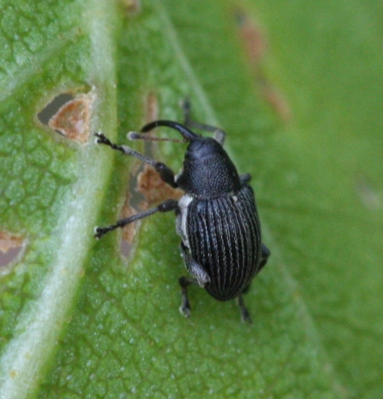 Kleine schwarze Käfer in der Wohnung - Rüsselkäfer werden Ihre Zimmerpflanzen ruinieren