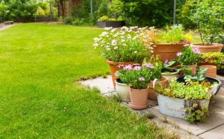 Kübelpflanzen für die Terrasse und volle Sonne - Arten und Pflegetipps