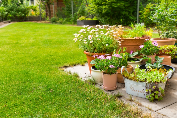 Kübelpflanzen für die Terrasse und volle Sonne - Arten und Pflegetipps