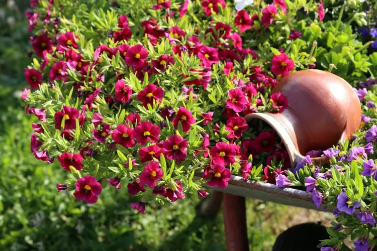 Kübelpflanzen für die Terrasse und volle Sonne - Zauberglöckchen (Calibrachoa) ist ein Dauerblüher