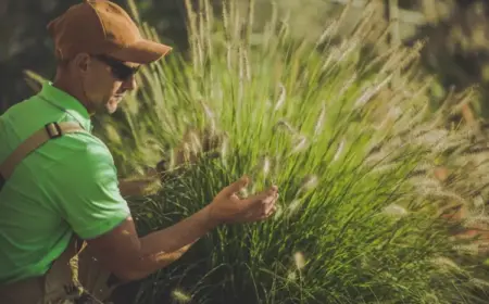 Lampenputzergras schneiden - Wann und wie Ziergräser pflegen