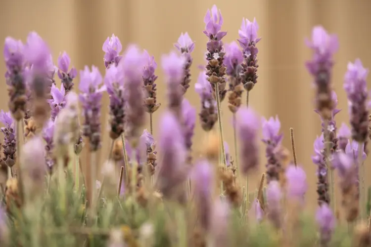 Lavendel als Klassiker für den Kübel und mediterranes Flair