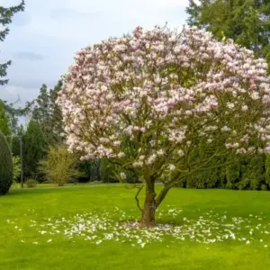 Magnolie unterpflanzen - Welche Pflanzpartner sind unter dem Baum geeignet