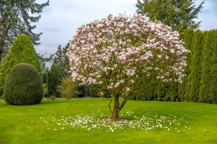 Magnolie unterpflanzen - Welche Pflanzpartner sind unter dem Baum geeignet